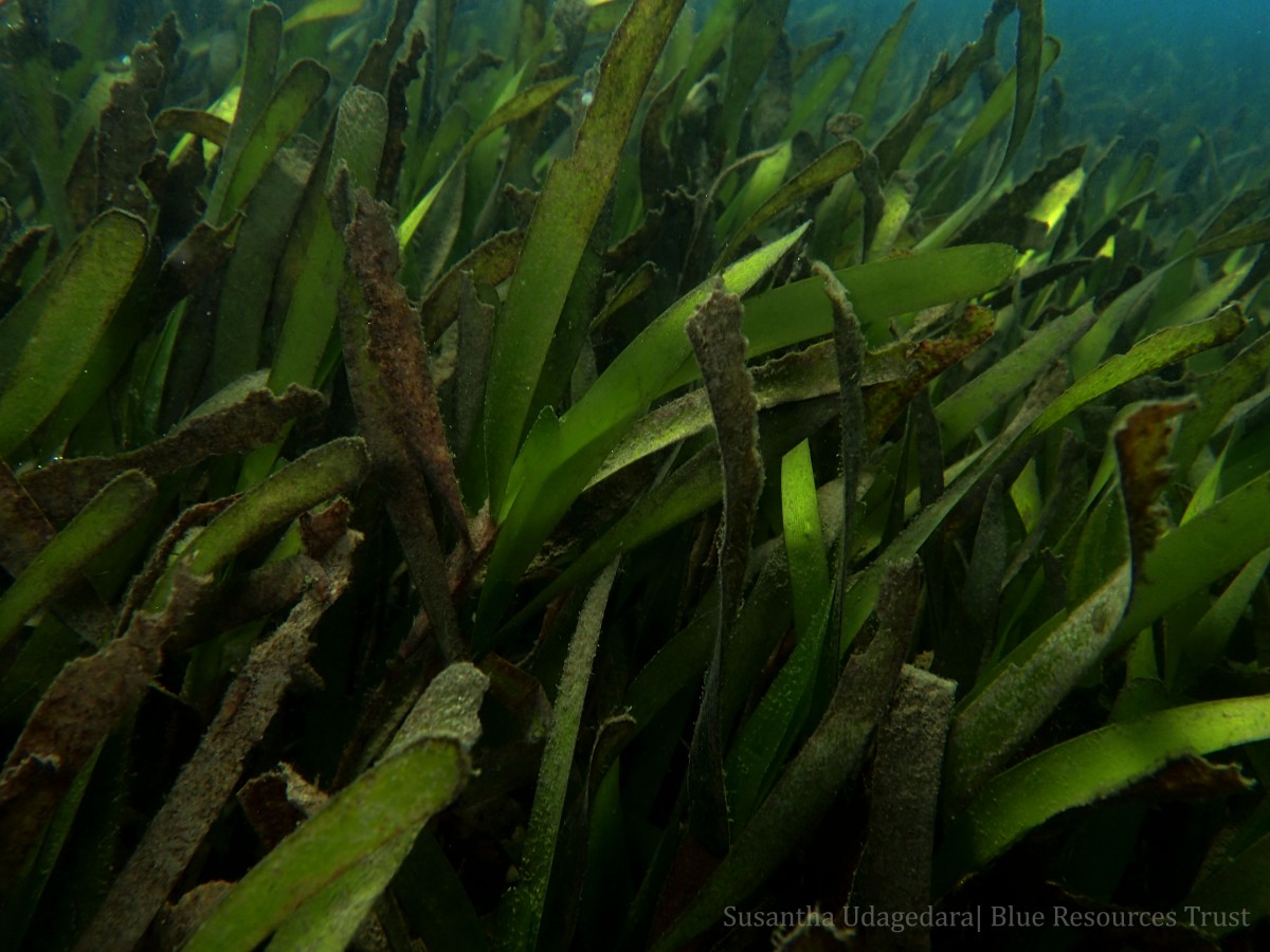 Oceana serrulata (R.Br.) Byng & Christenh.